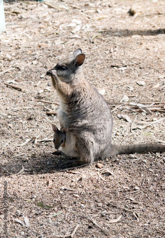 The tammar wallaby has a joey in her pouch The tammar wallaby has a joey in her pouch
