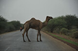 Un chameau traverse la route 