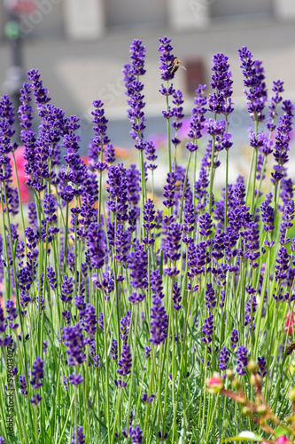 Obraz na płótnie Lavandula angustifolia bunch of flowers in bloom, purple scented flowering bouquet of plant w salonie