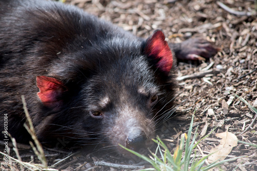 the tasmanian devil is resting in the grass © susan flashman