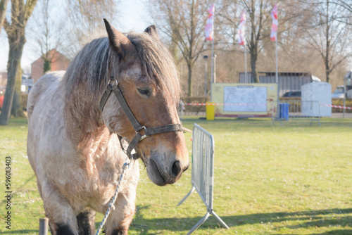 Spotted horse on a leash. Horses on sale at the horse fair. copy space