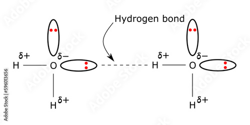 hydrogen bonding water molecules h2o h bond oxygen partial positive negative charge lone pair of electrons