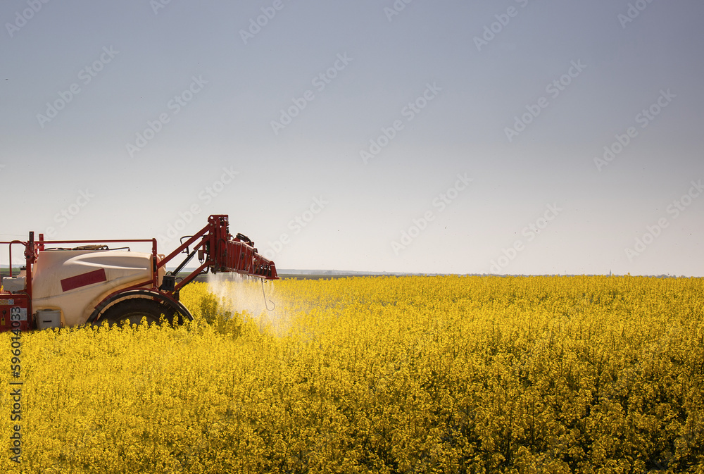 Tractor spraying yellow oilseed field Tractor spraying yellow oilseed field