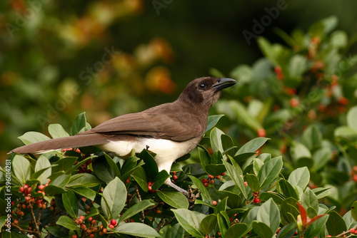 Brown Jay photo