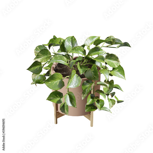 Obraz na plátně devil's ivy 3D rendered houseplant image with isolated transparent background