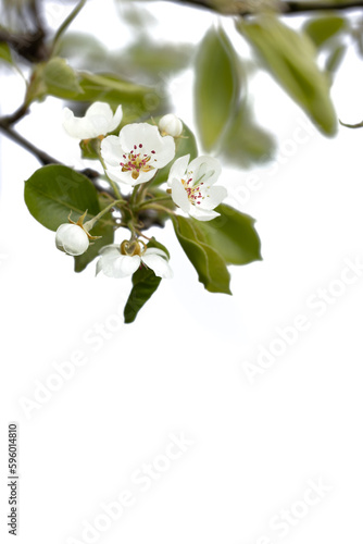 Blooming pear branch in the spring garden in front of a white background.