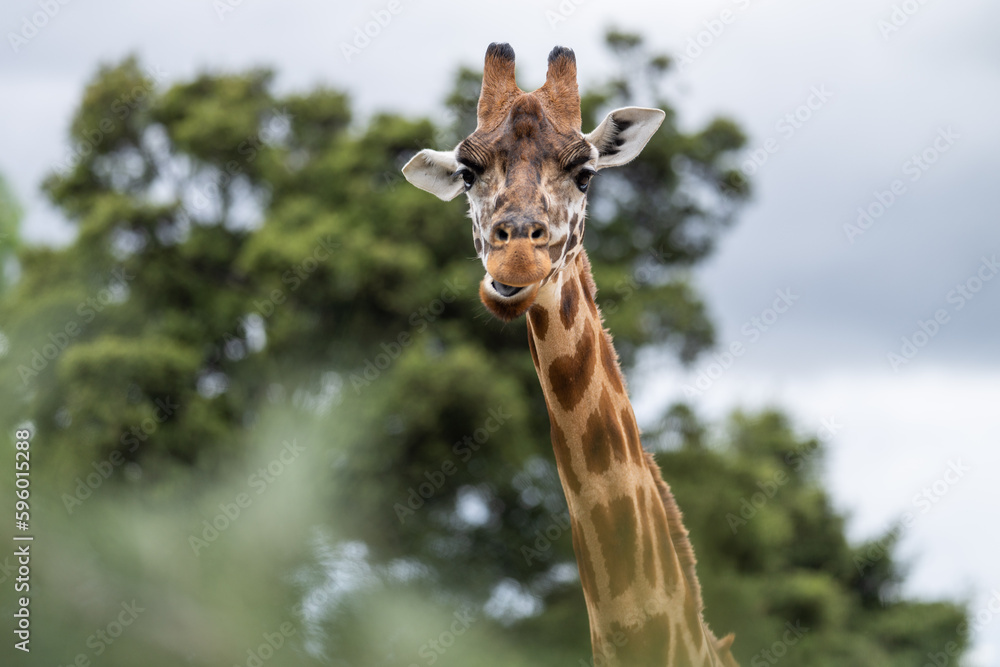 Naklejka premium Giraffe eating grass and leaves. Giraffe looking in a zoo. Tall giraffe