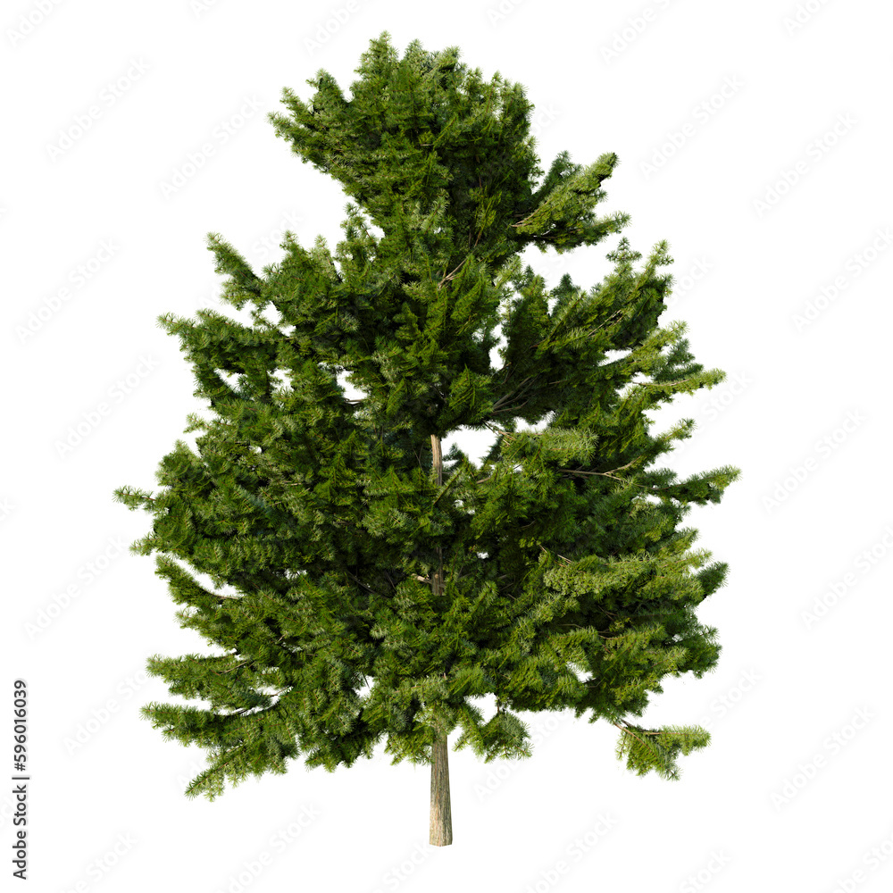 Spruce without background