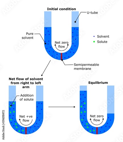 osmotic pressure osmosis reverse solvent solute solution net flow particle semipermeable membrane manometer diagram physics physical chemistry