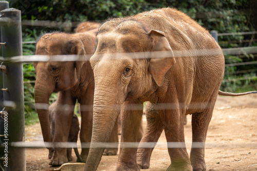 Elephant in a zoo with a baby