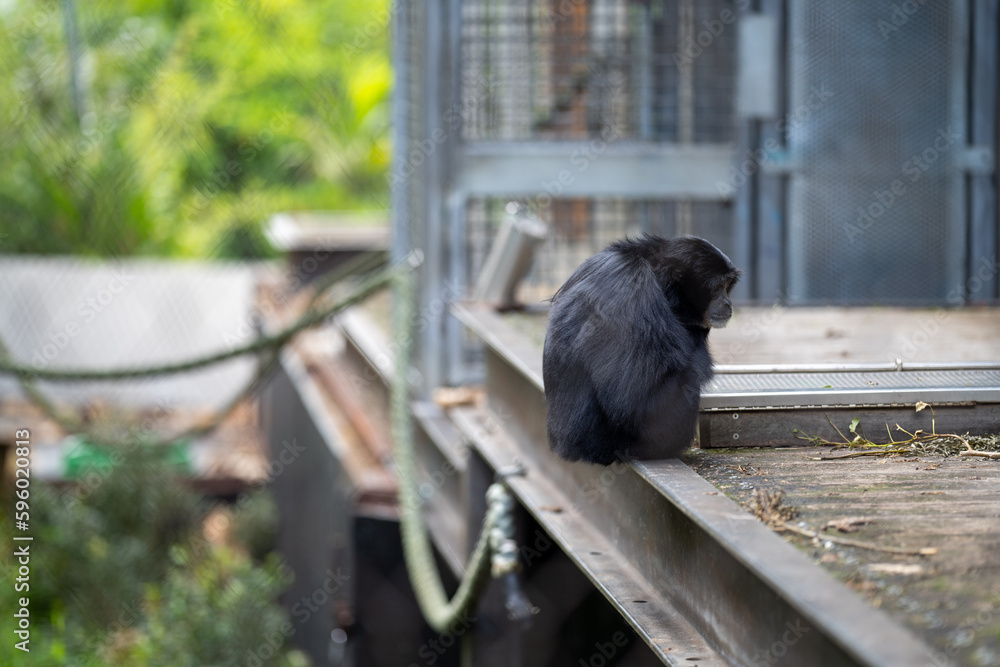 Gorilla sitting looking in a zoo