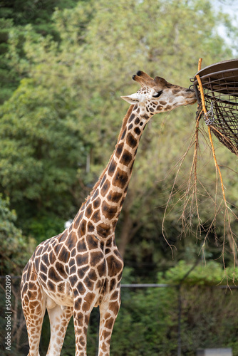 Giraffe eating grass and leaves. Giraffe looking in a zoo. Tall giraffe