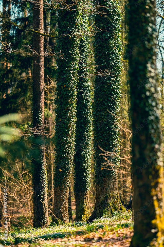 Obraz premium poland, arboretum, kudypy, nature, garden, aprk, springs, flowers, meadow, flora