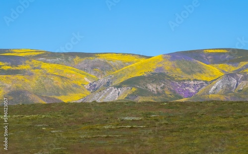 The painted hills of Carrizo plains national monument with the 2023 super bloom
