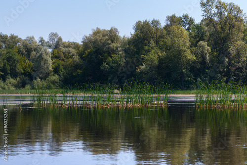 A forest lake on a clear day with a blue sky. Green thickets of reeds float on the water.