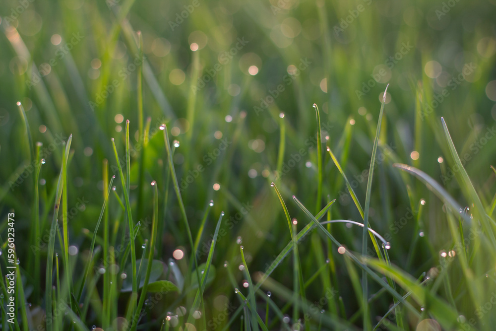 green grass with dew drops,dew drops on the grass, green grass in the sun's rays