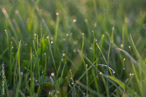 green grass with dew drops,dew drops on the grass, green grass in the sun's rays