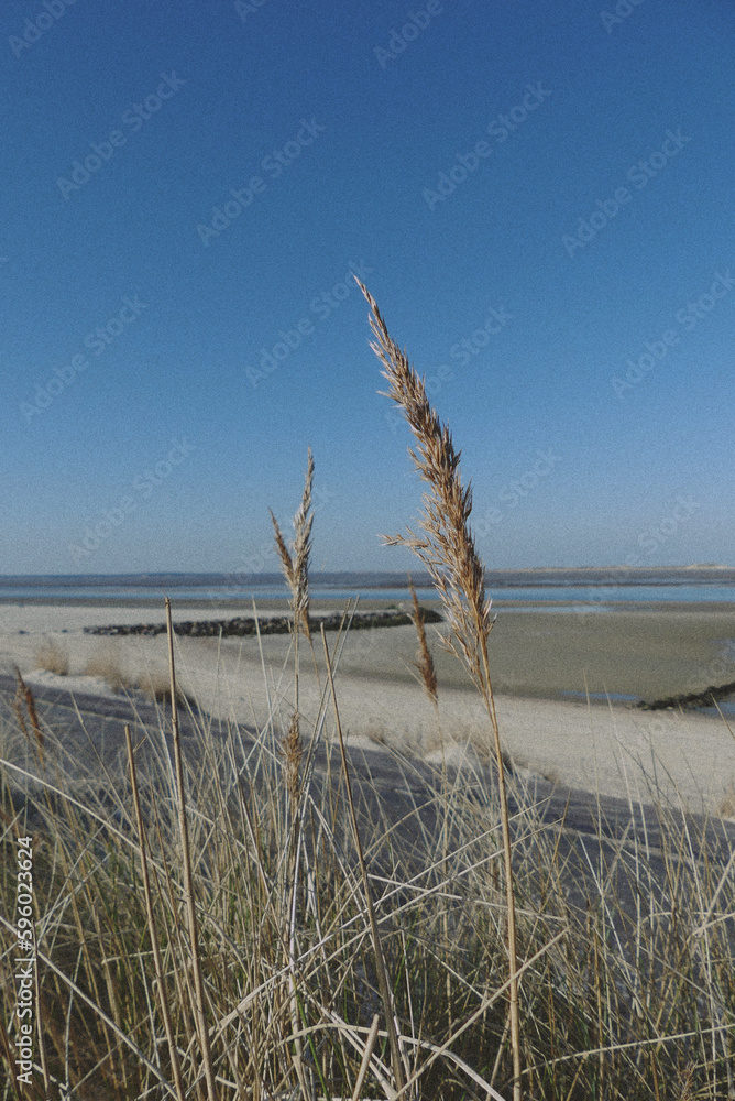 Dunes in the wind, on a sunny day in utersum