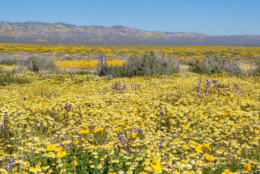 A field of super bloom wildflowers in April 2023 in Carrizo Plains National Monument in California