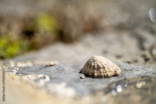 limpets on rocks in the ocean on a beach in australia photo