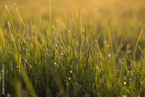 dew drops on the grass,green grass in the sun's rays