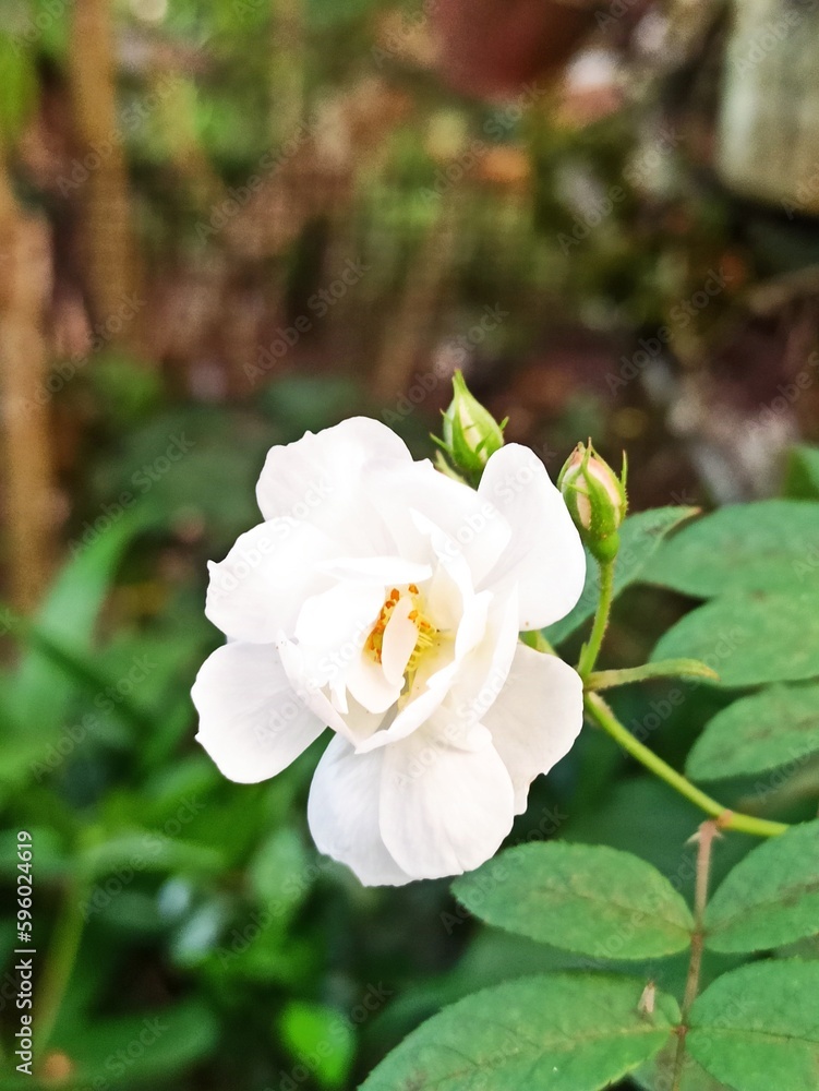 white rose bush white rose bush