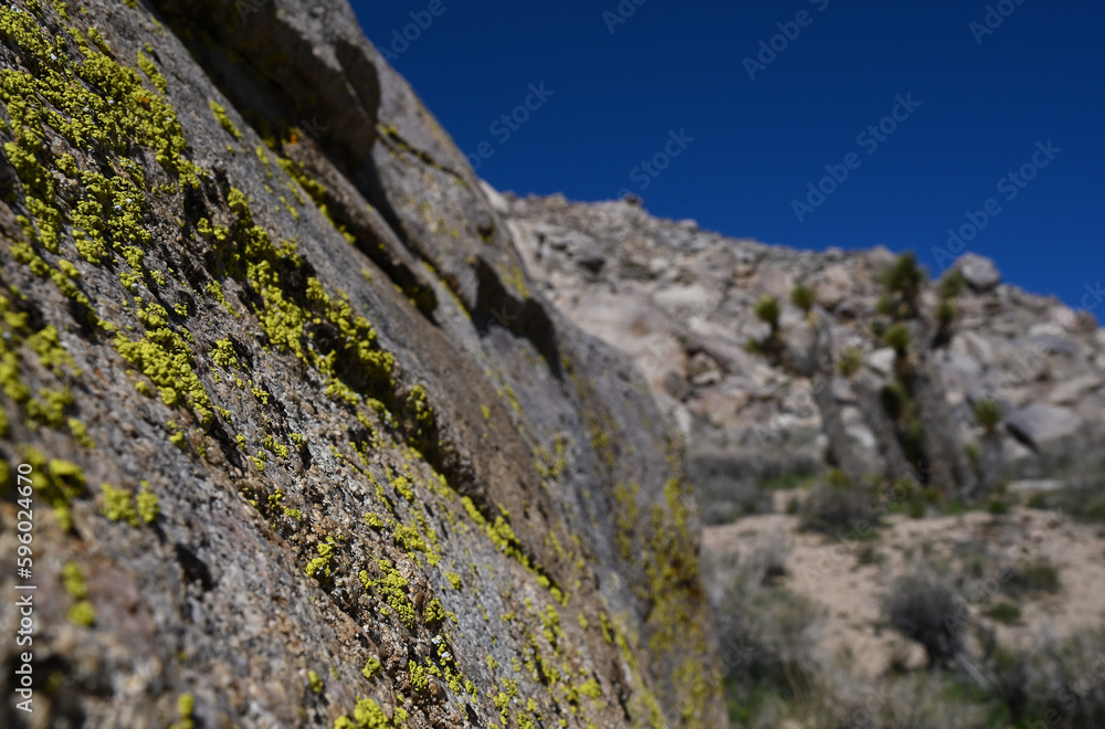 Lichen on granite in desert.