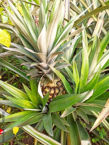 Wallpaper Mural Piña Torontodigital.ca