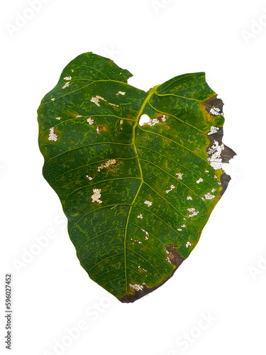 Pho leaves in the evening.Green leaf Pho leaf, (bo leaf, bothi leaf) with sunlight in nature, bo tree , bothi tree , pipal tree leaves background, Banyan tree leaves, bothi perennials plant photo