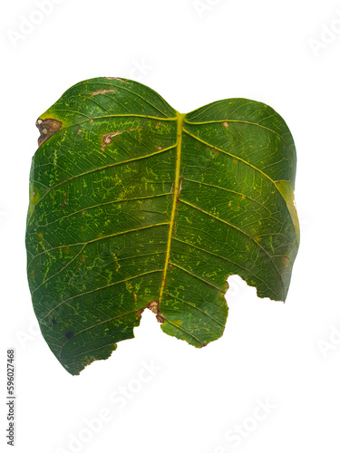 Pho leaves in the evening.Green leaf Pho leaf, (bo leaf, bothi leaf) with sunlight in nature, bo tree , bothi tree , pipal tree leaves background, Banyan tree leaves, bothi perennials plant photo