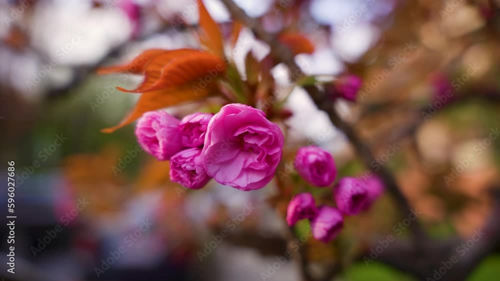 Selective focus , large sakura, beautiful sakura flowers in spring , texture , natural floral background . Selective focus , large sakura, beautiful sakura flowers in spring , texture , natural floral background .