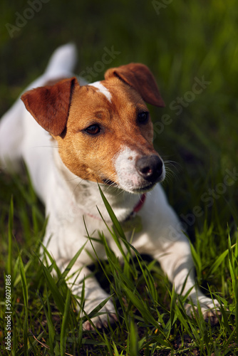 Cute little Jack Russell terrier dog lying in green grass. Beautiful pet resting outdoor