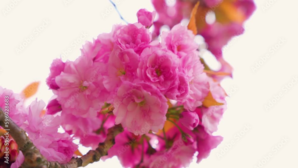 Selective focus of beautiful branches of pink cherry tree under blue sky, beautiful sakura flowers in spring season in park, texture of flora pattern, natural floral background. Selective focus of beautiful branches of pink cherry tree under blue sky, beautiful sakura flowers in spring season in park, texture of flora pattern, natural floral background.