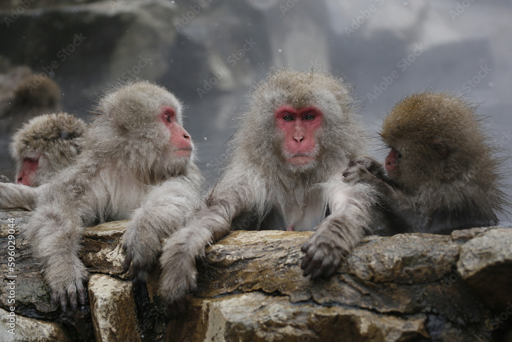 mother and baby macaque mother and baby macaque