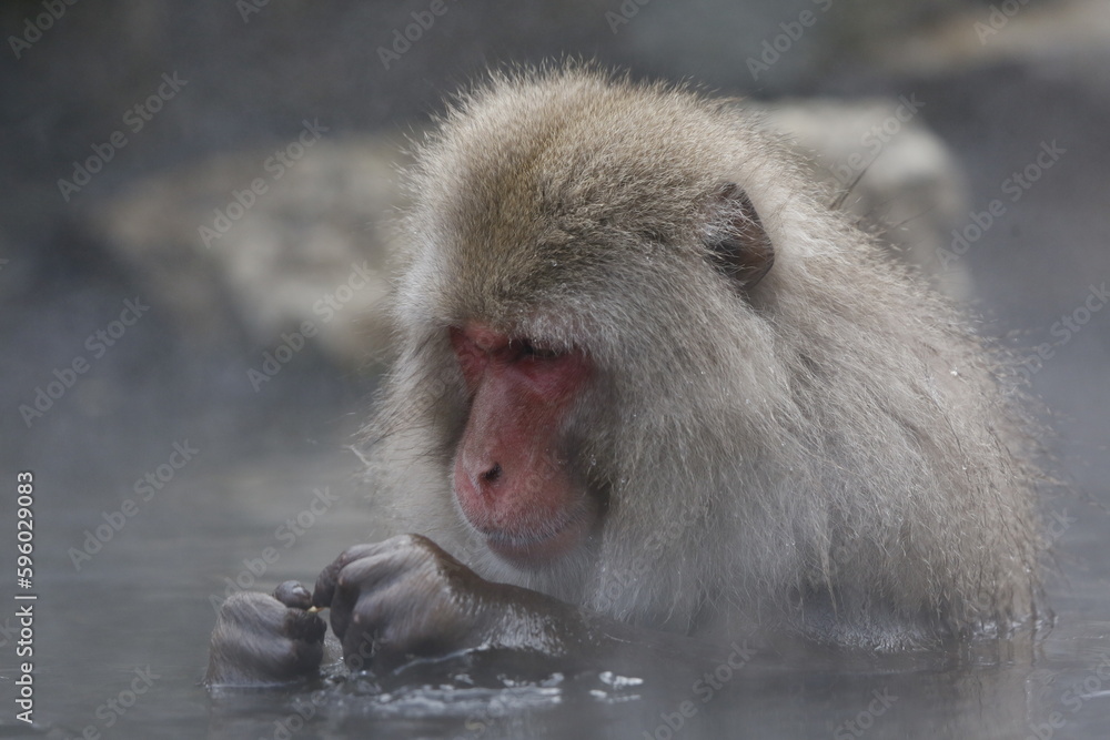Fototapeta premium portrait of a macaque