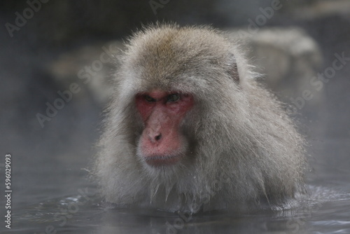 Japanese macaque  © Raphael