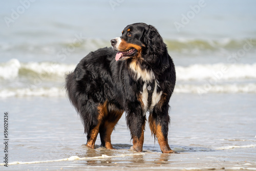 bernese mountain dog on the beach