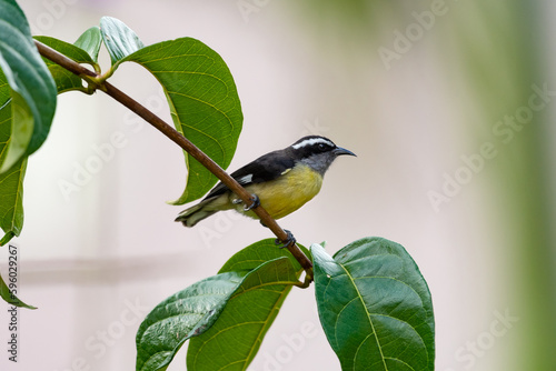 Bananquit bird perching on a branch with leaves with a  light colored background photo