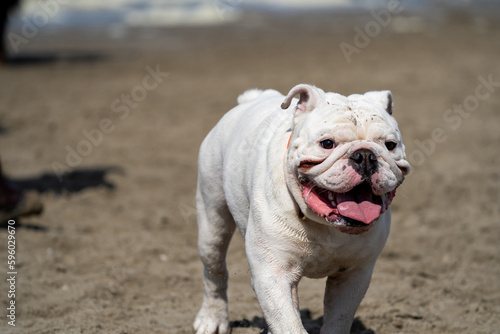 dog on the beach © LDC