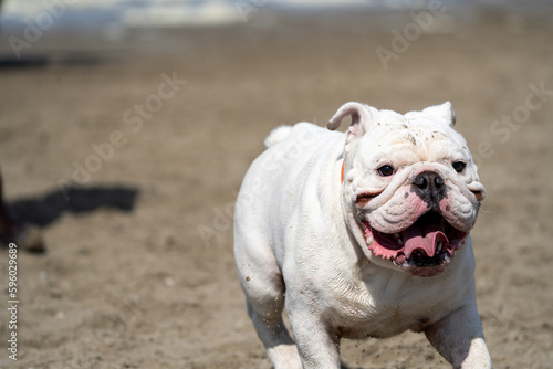 dog on the beach