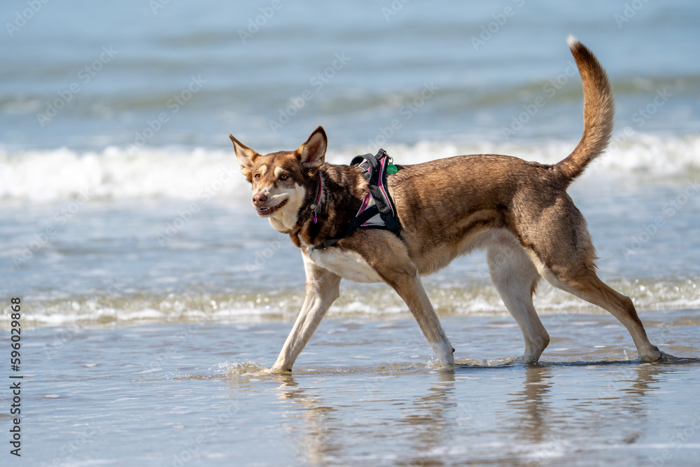 Fototapeta premium dog on the beach