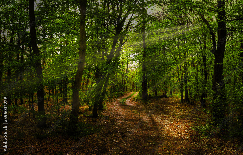 Broad leaf trees forest at spring daylight