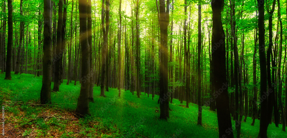 Broad leaf trees forest at spring daylight Broad leaf trees forest at spring daylight