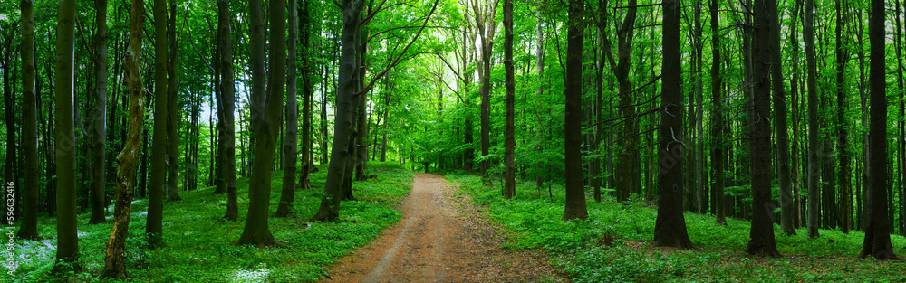 Broad leaf trees forest at spring daylight Broad leaf trees forest at spring daylight