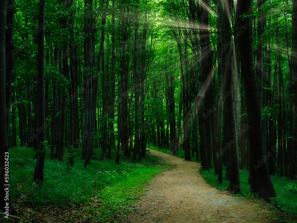 Fototapeta premium Broad leaf trees forest at spring daylight
