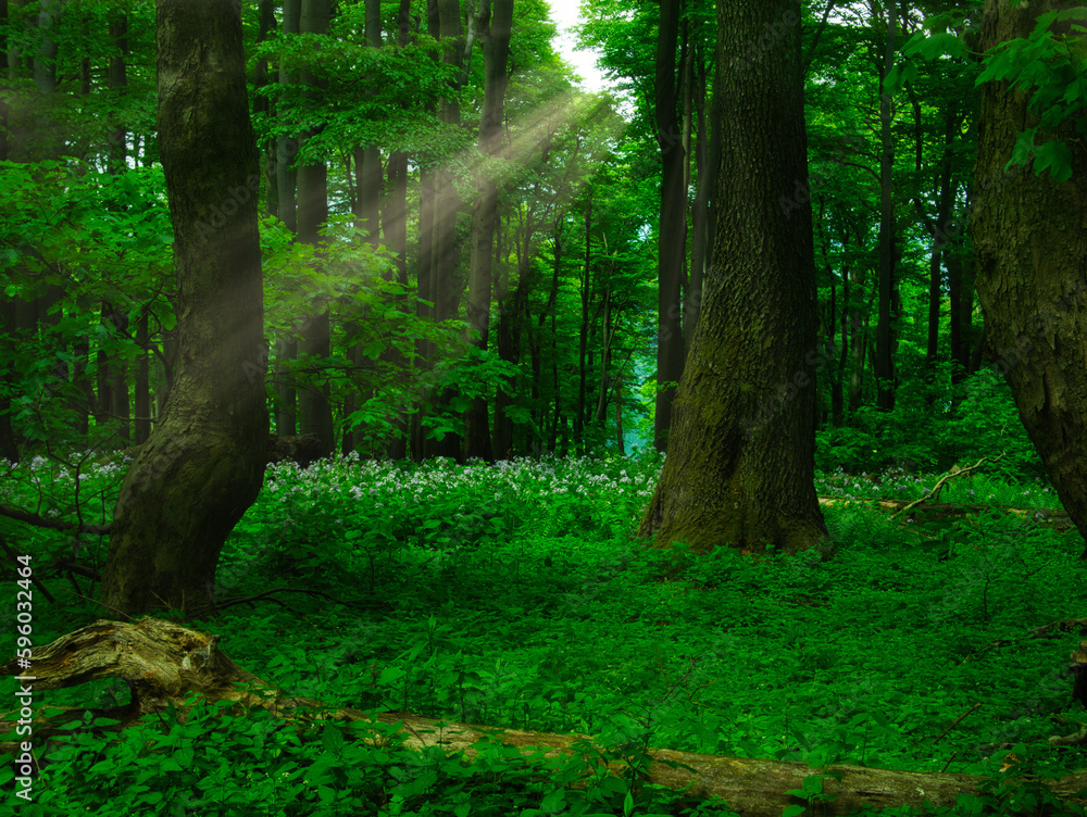 Fototapeta premium Broad leaf trees primeval forest at spring daylight