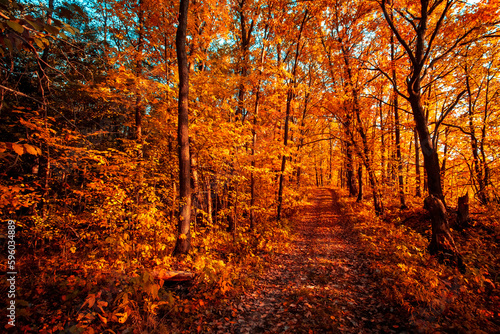 Autumn forest nature. Vivid evening in colorful forest with sun rays through branches of trees. Scenery of nature with sunlight