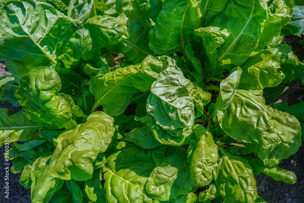 Fototapeta premium Sugar beet leaves in the sun