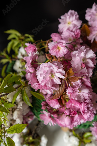 Spring bouquet of cherry tree branches. Cherry blossom Close-up shot.
