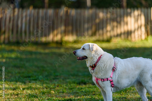 golden retriever 